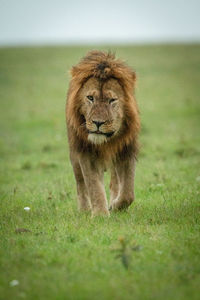 Male lion walks towards camera in grass