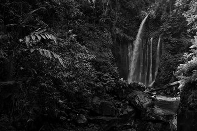 Scenic view of waterfall in forest