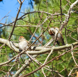 Low angle view of birds perching on tree