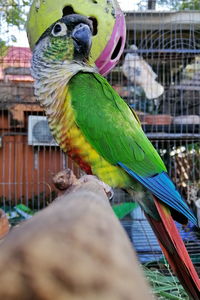 Close-up of parrot perching in cage
