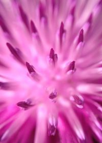 Close-up of pink flower