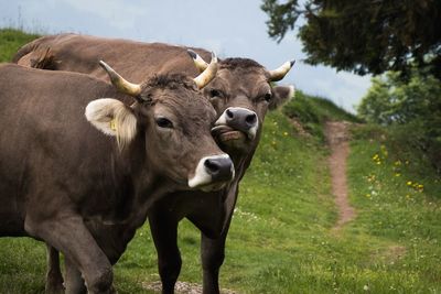 Cow standing in a field