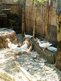 Flock of birds in cage