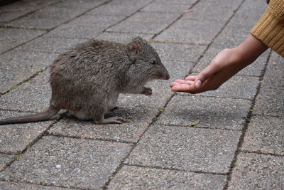 Side view of a hand eating outdoors