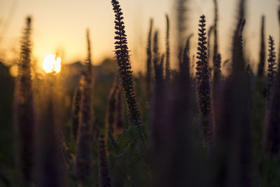 Close-up shot of ark silhouette vibrant purple herbs in full blooming at sunset