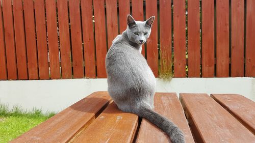 Rear view portrait of gray cat sitting on wooden table at yard