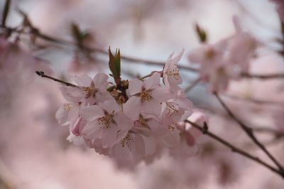 Close up of pink flowers blooming on tree