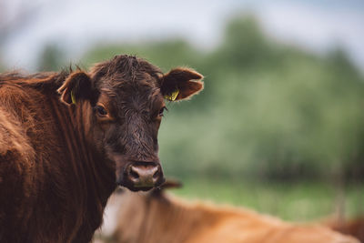 Portrait of a horse on field