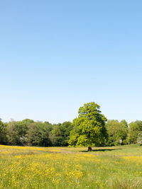 Scenic view of field against clear sky