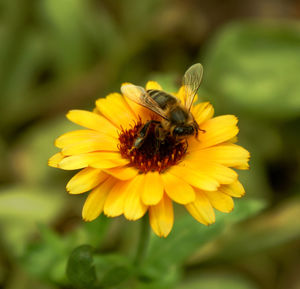 Close-up of honey bee on yellow flower