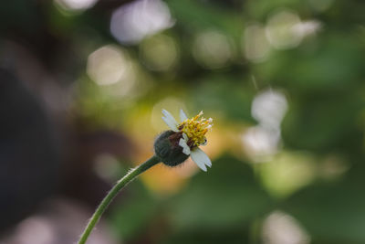 Close-up of insect on flower