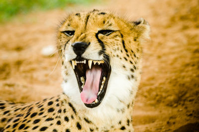 Close-up of cheetah snarling