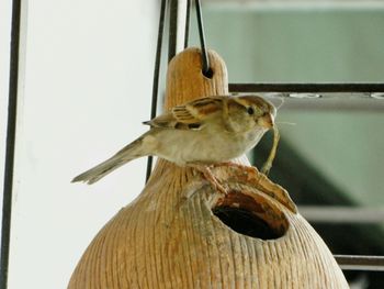 Close-up of bird perching on wood