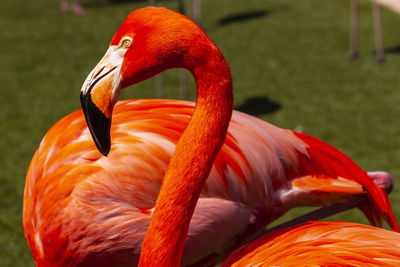 Close-up of flamingo