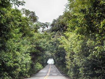 Road passing through forest