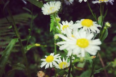 Close-up of white daisy blooming outdoors