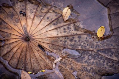 Full frame shot of dry autumn leaf on wood