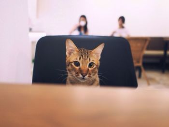 Portrait of cat sitting on chair