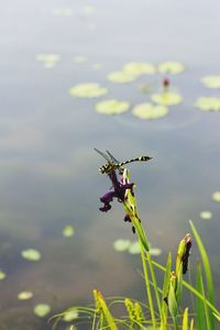 Close-up of dragonfly on plant