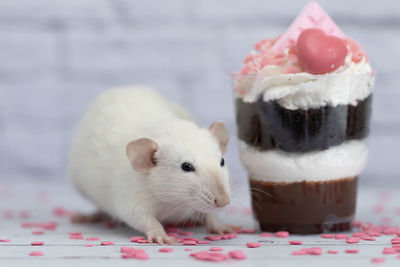 Close-up of white cake in plate on table