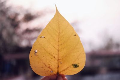 Close-up of yellow leaf against blurred background