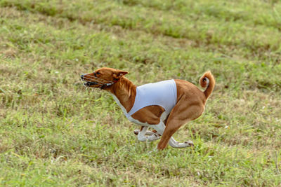 Dogs on grassy field