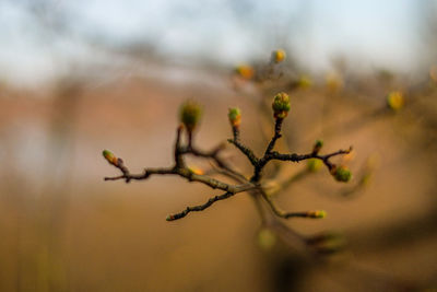 Close-up of plant growing outdoors