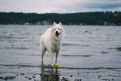 View of a dog in water