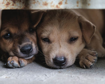 Close-up portrait of puppy