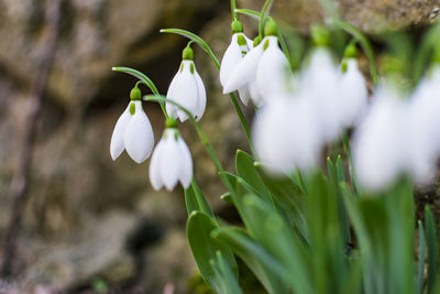 Close-up of white flowering plant