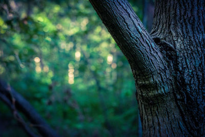 Close-up of tree trunk