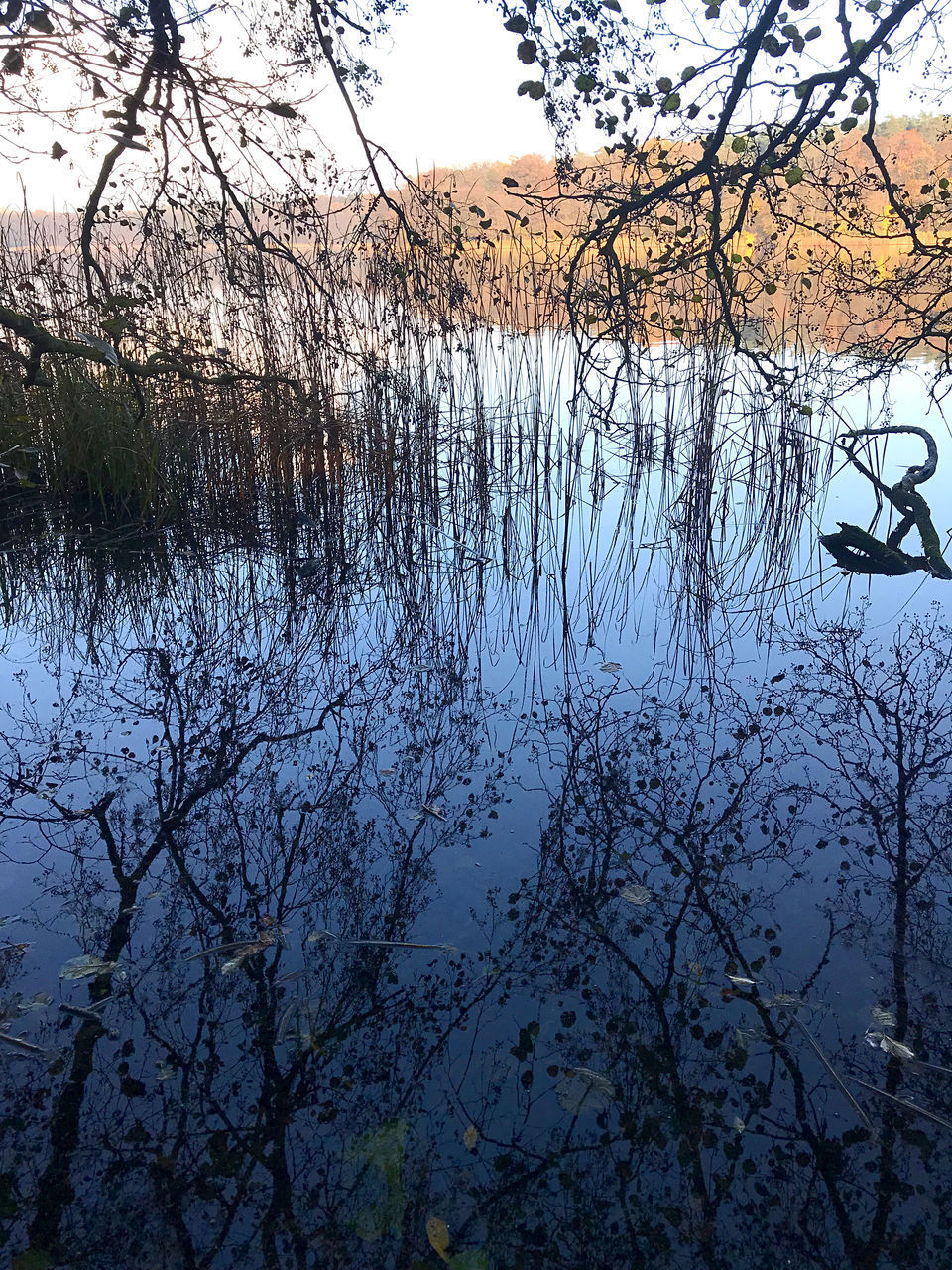 REFLECTION OF TREES IN LAKE AGAINST SKY