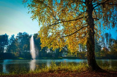 Trees in park