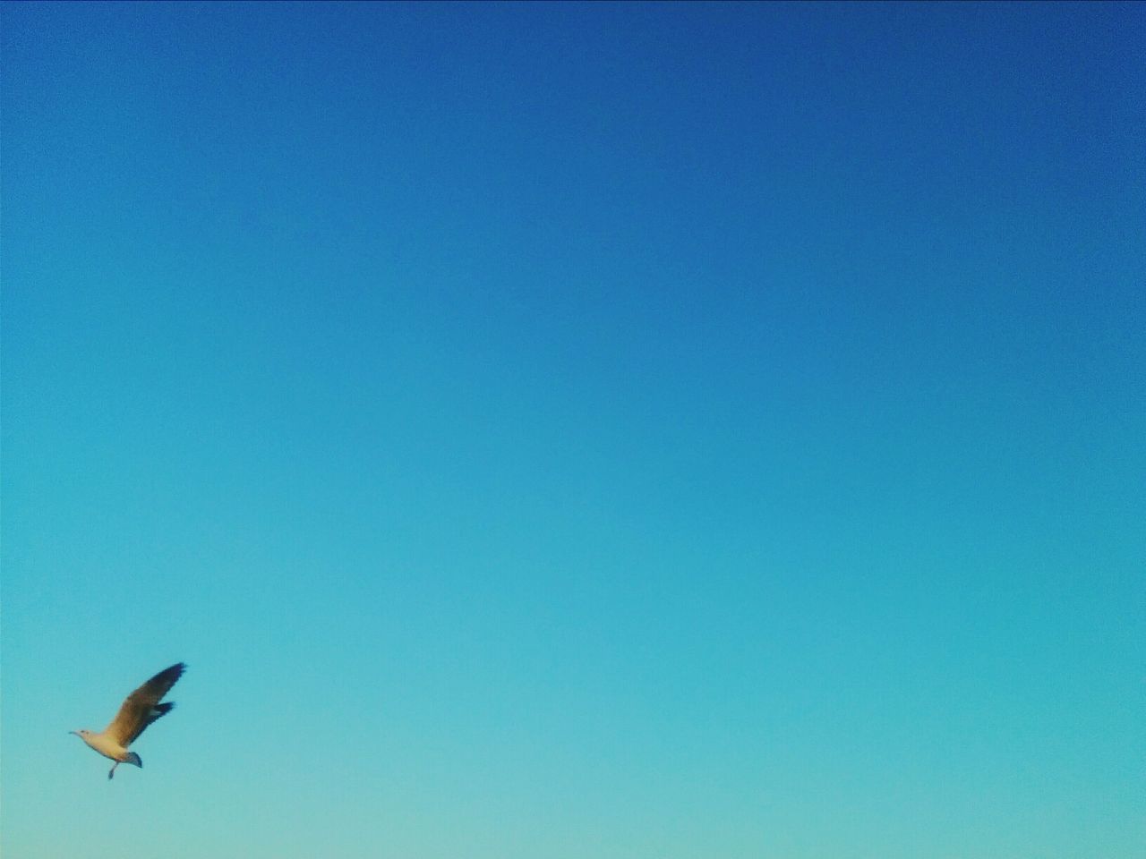 blue, clear sky, bird, copy space, animal themes, animals in the wild, low angle view, wildlife, flying, one animal, nature, beauty in nature, spread wings, day, outdoors, no people, tranquility, seagull, mid-air, sky