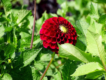 Close-up of red rose on plant