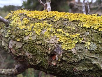 Close-up of moss on rock