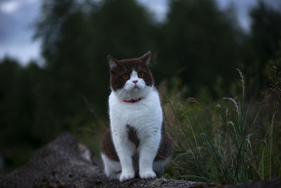 British shorthair cat goes on a night hunt