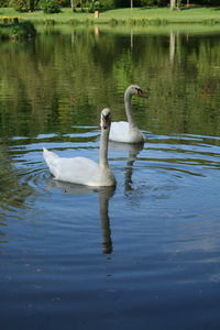 Two swans swimming in lake