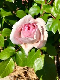 Close-up of pink rose