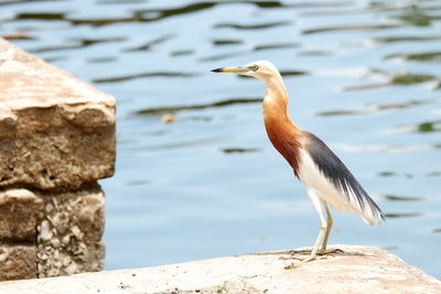 Bird perching on rock by lake