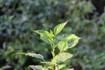 Close-up of fresh green leaves on plant in field