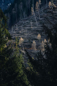 High angle view of trees in forest