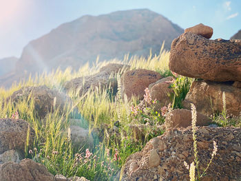 Plants growing on rock against sky