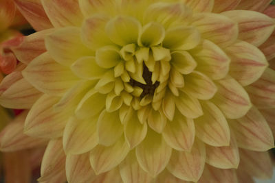 Full frame shot of yellow flower