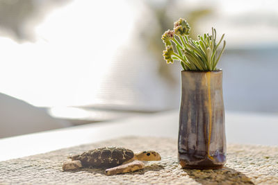 Close-up of a lizard on the table