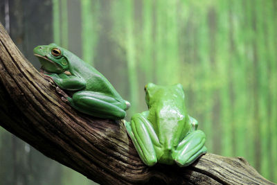 Close-up of lizard on tree trunk