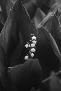 Close-up of person holding flowering plant