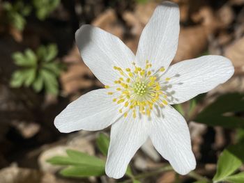 Close-up of white flowering plant