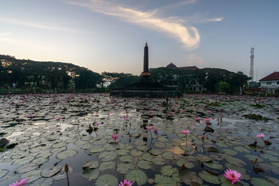 View of water lily in lake