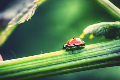 Close-up of insect on plant